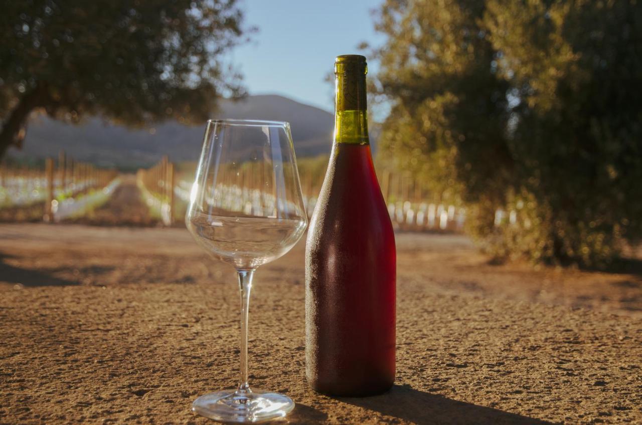 Alma Liebre Vinedos Del Valle Valle de Guadalupe Zewnętrze zdjęcie