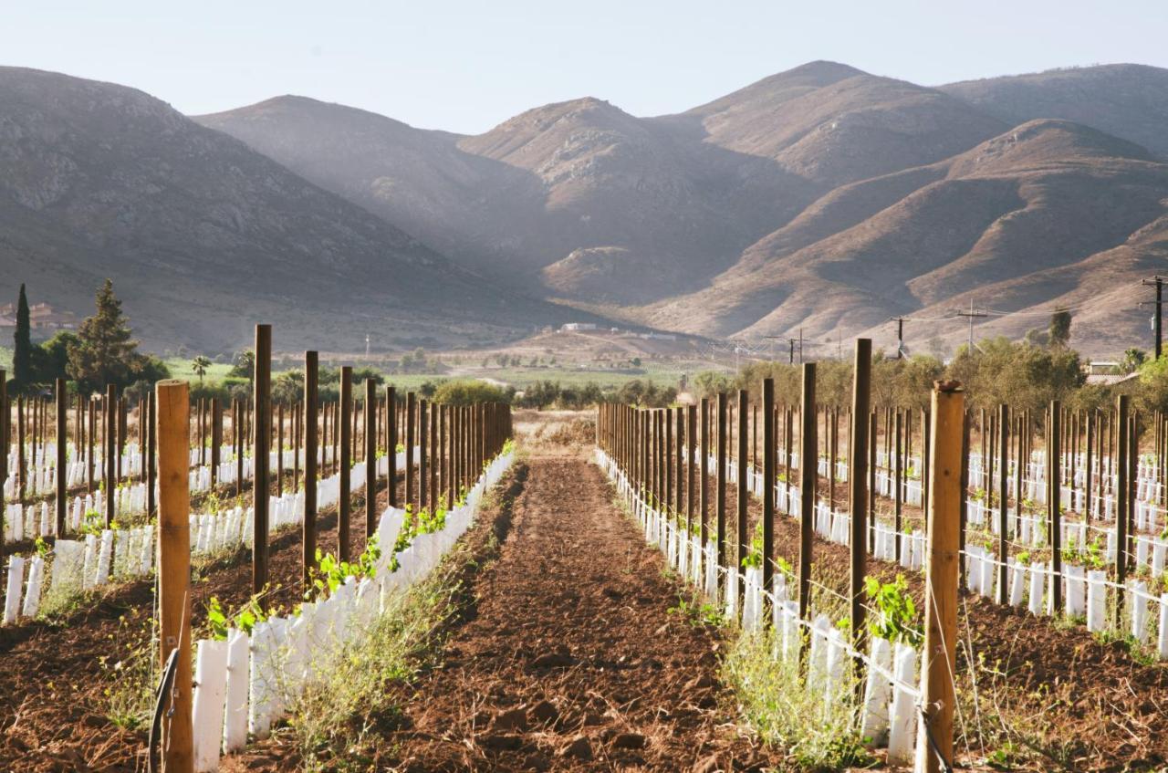 Alma Liebre Vinedos Del Valle Valle de Guadalupe Zewnętrze zdjęcie