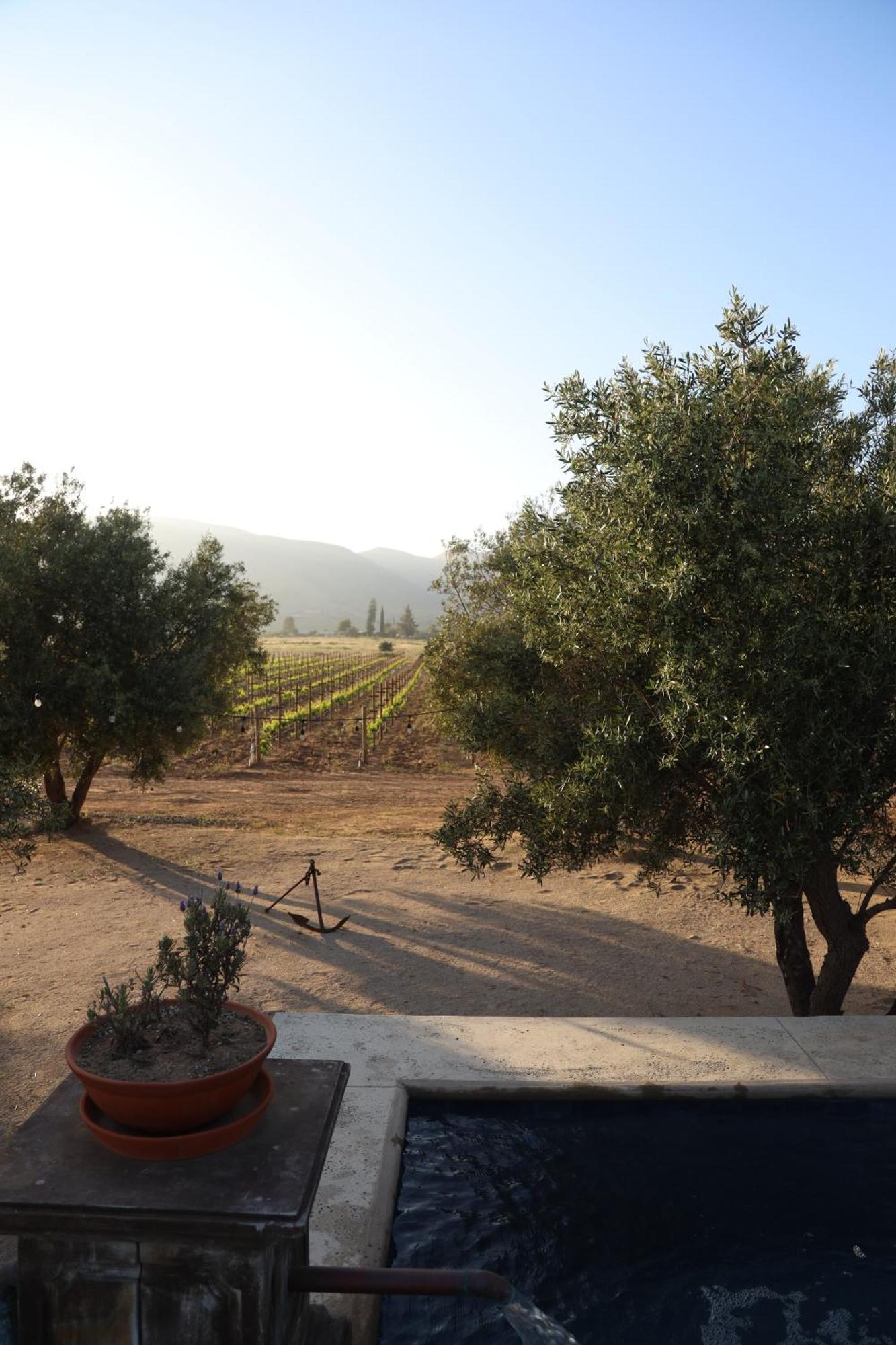 Alma Liebre Vinedos Del Valle Valle de Guadalupe Zewnętrze zdjęcie