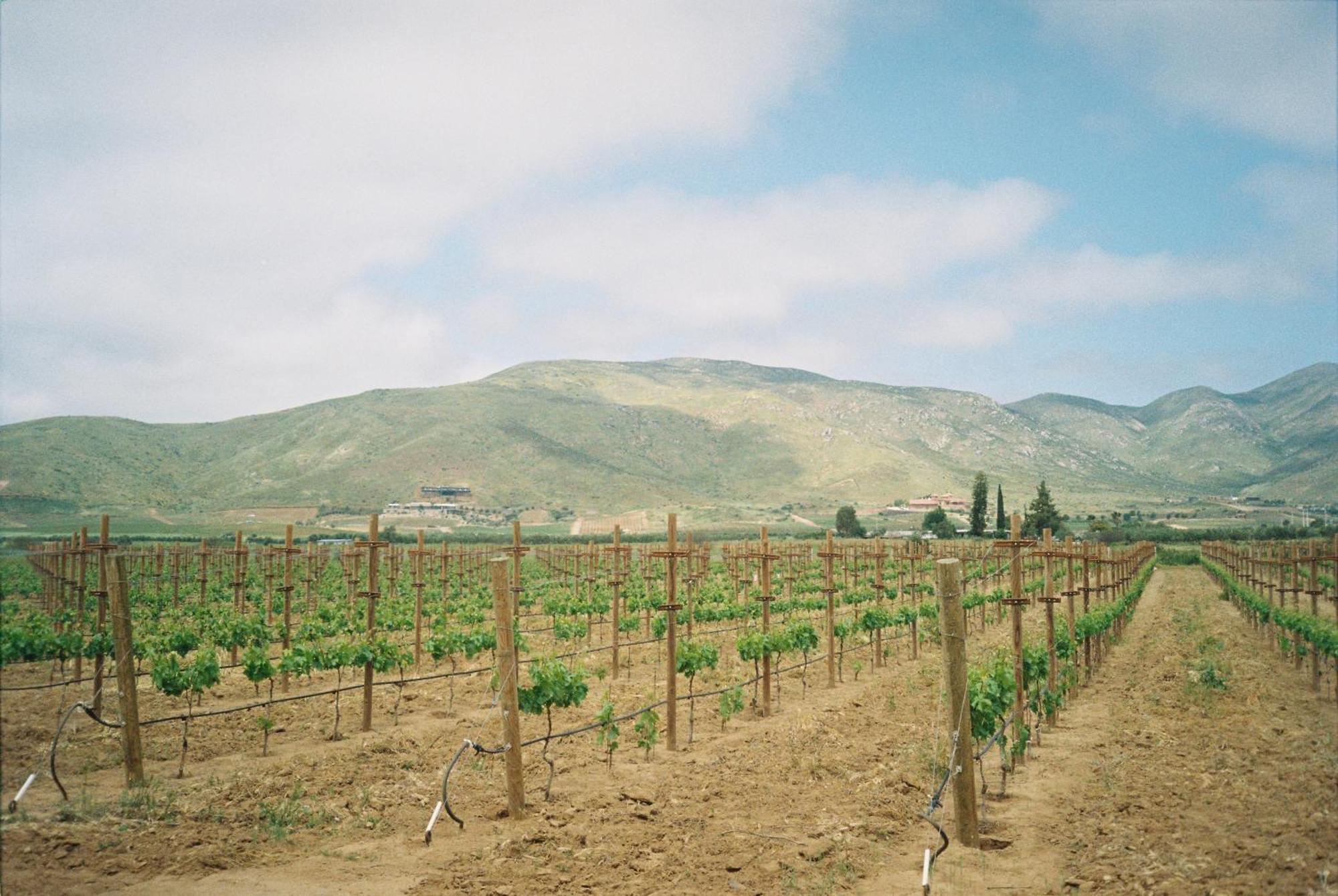 Alma Liebre Vinedos Del Valle Valle de Guadalupe Zewnętrze zdjęcie