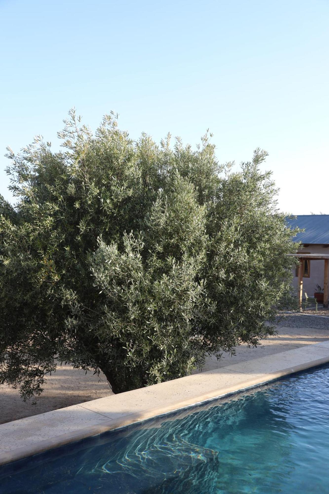 Alma Liebre Vinedos Del Valle Valle de Guadalupe Zewnętrze zdjęcie